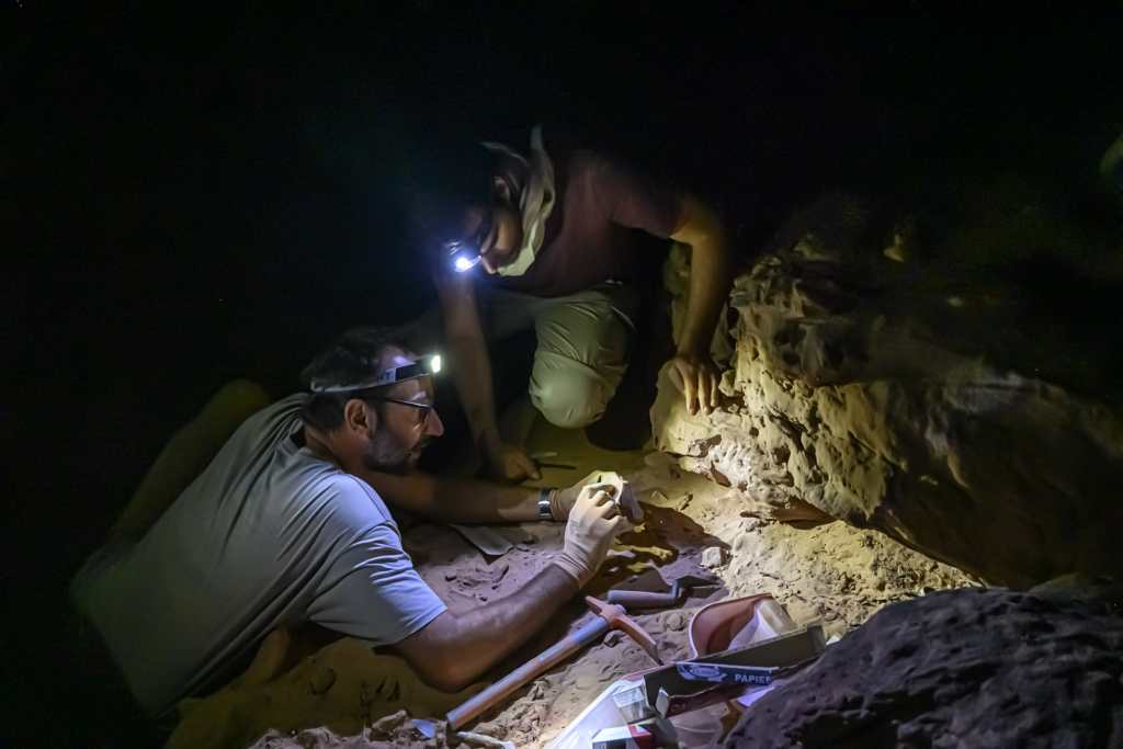 Arabie Saoudite, Al Jawf, Sakaka, Camel Site. Prélévement d'échantillon sur   un rocher provenant d'un des massifs  sculptés afin d'en daté la chute par la technique dite OSL (luminescence stimulée optiquement) . Ce procédé qui consiste à prélever une partie de la roche non exposée à la lumière du jour permet de recueillir et de mesurer en laboratoire la lumière fossile datant d'avant l'évènement, quand le bloc rocheux était encore en place sur le massif. Ce prélèvement doit se faire dans l'obscurité. Sur cette photographie les scientifiques peuvent utiliser une lampe à lumière blanche car ils prélèvent un échantillon témoin exposé à la lumière du jour contemporaine afin de comparer sa photoluminescence à l'échantillon à dater.

Saudi Arabia, Al Jawf, Sakaka, The Camel Site. The prehistorian Remy Crassard and the archeologist Guillaume Charloux are taking samples from a rock from one of the sculpted massifs in order to date the fall by the so-called OSL technique (optically stimulated luminescence). This process, which consists of taking a part of the rock not exposed to daylight, enable to collect and measure, in the laboratory, the fossil light that it stored before its fall. This sample must be taken in the dark. In this photograph, scientists can use a white light lamp as they take a control sample exposed to contemporary daylight in order to compare its photoluminescence with the sample to be dated.

Photographie extraite du projet photographique «Le Camel Site menacé»